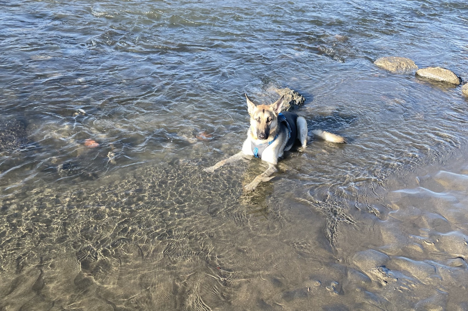A German Shepherd lying in shallow rippling river water with sunlight on the surface.