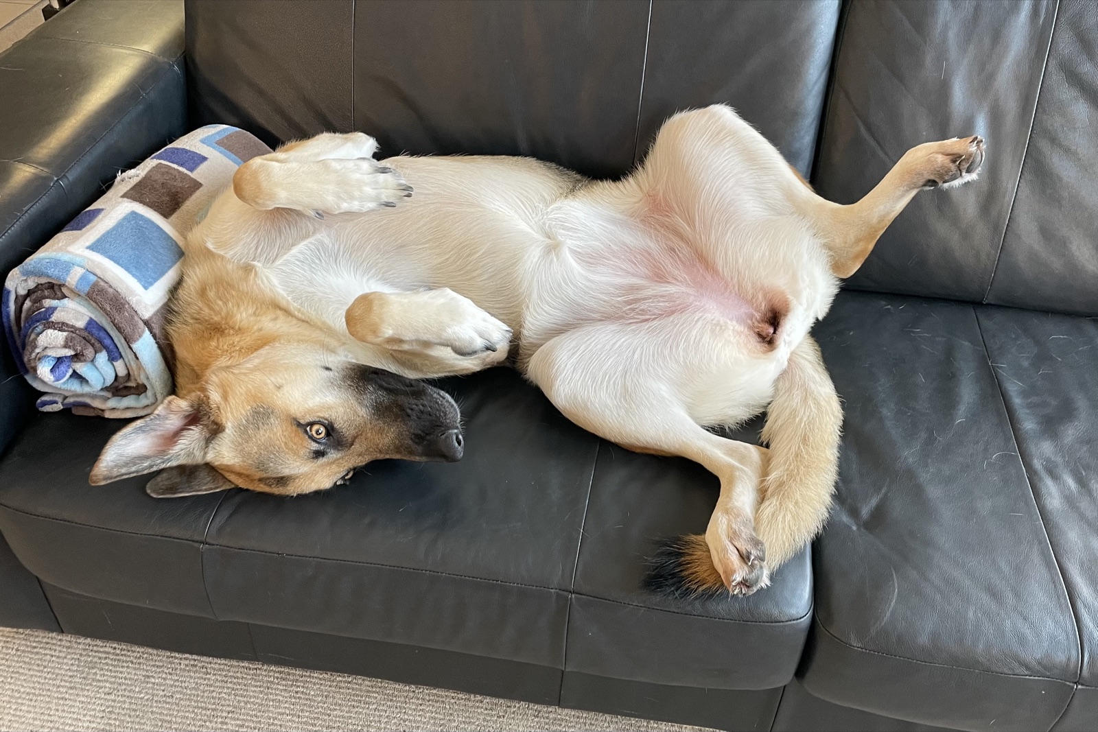 A German Shepherd flopped on its back across a black leather couch, belly up.