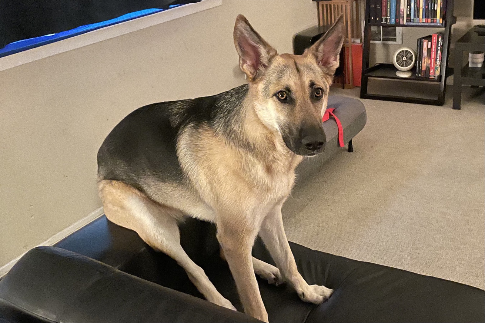 Lana perched alert on an ottoman, ears up, looking sideways at the camera.