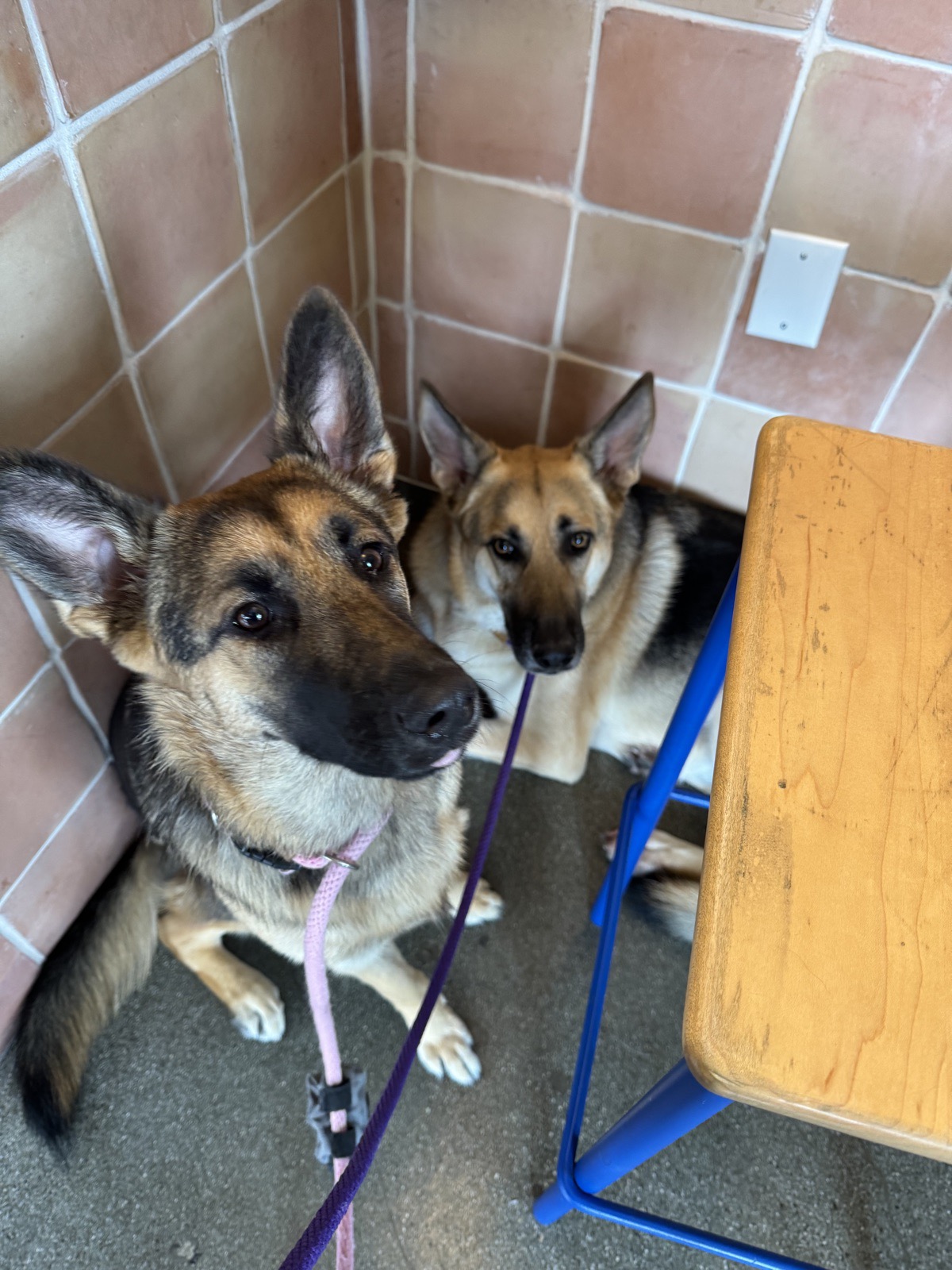 Lana and Potato curled into a tiled corner beside a wooden stool, looking up at the camera.