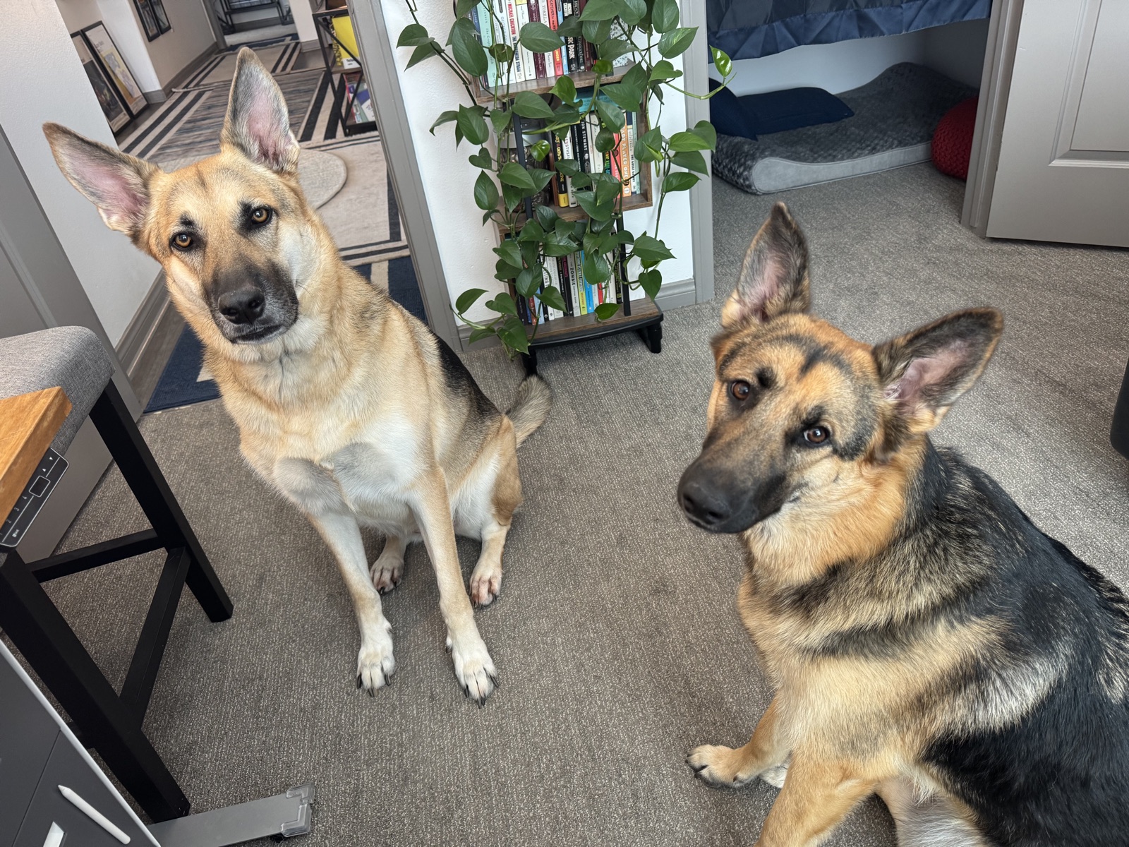 Lana sitting alert with Potato beside her, both indoors near a houseplant and bookshelf.