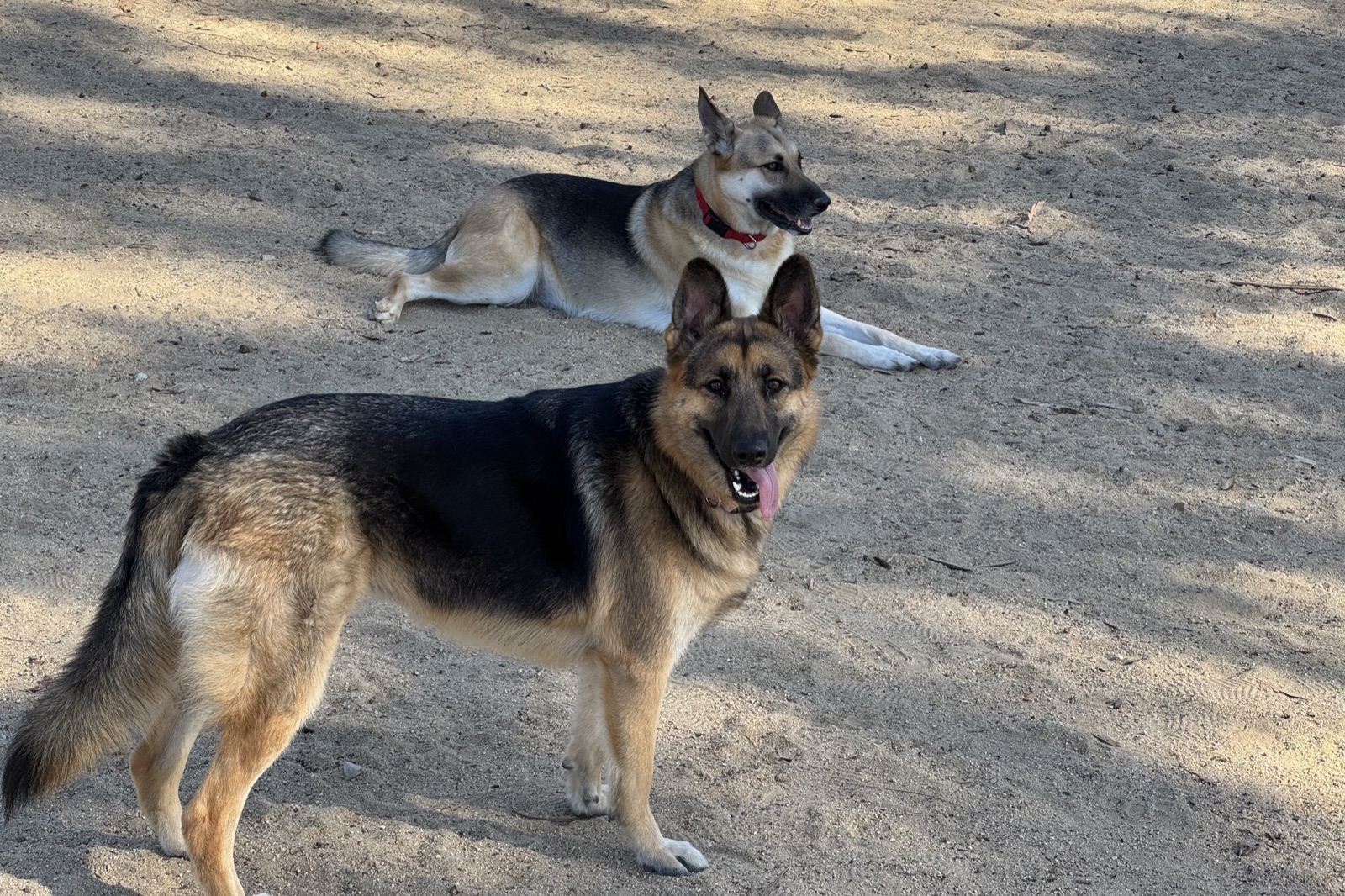 Two German Shepherds in a dusty outdoor clearing — one standing alert, one lying in the dirt behind.
