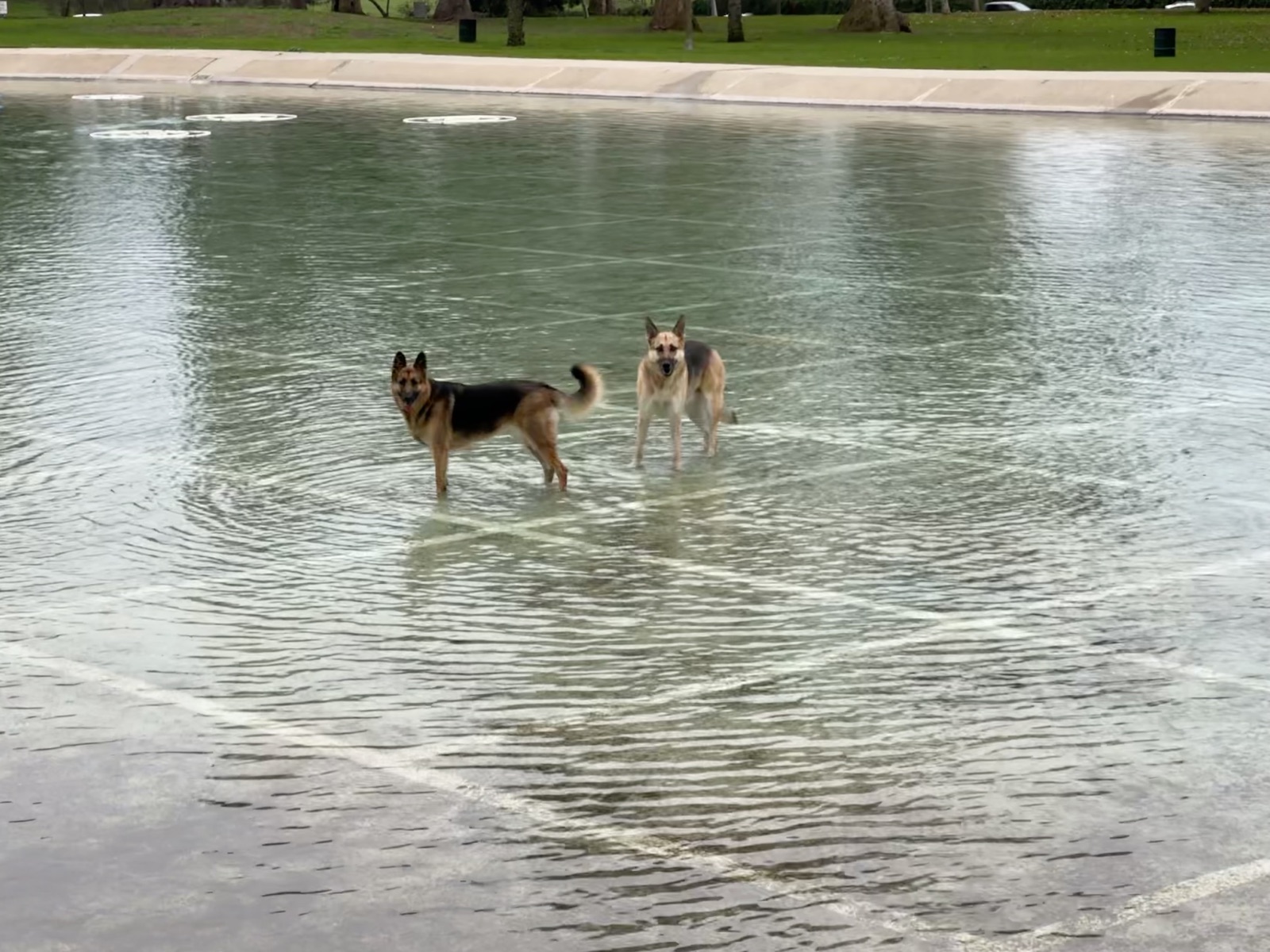 Lana and Potato standing in shallow water in a large reflecting pool.