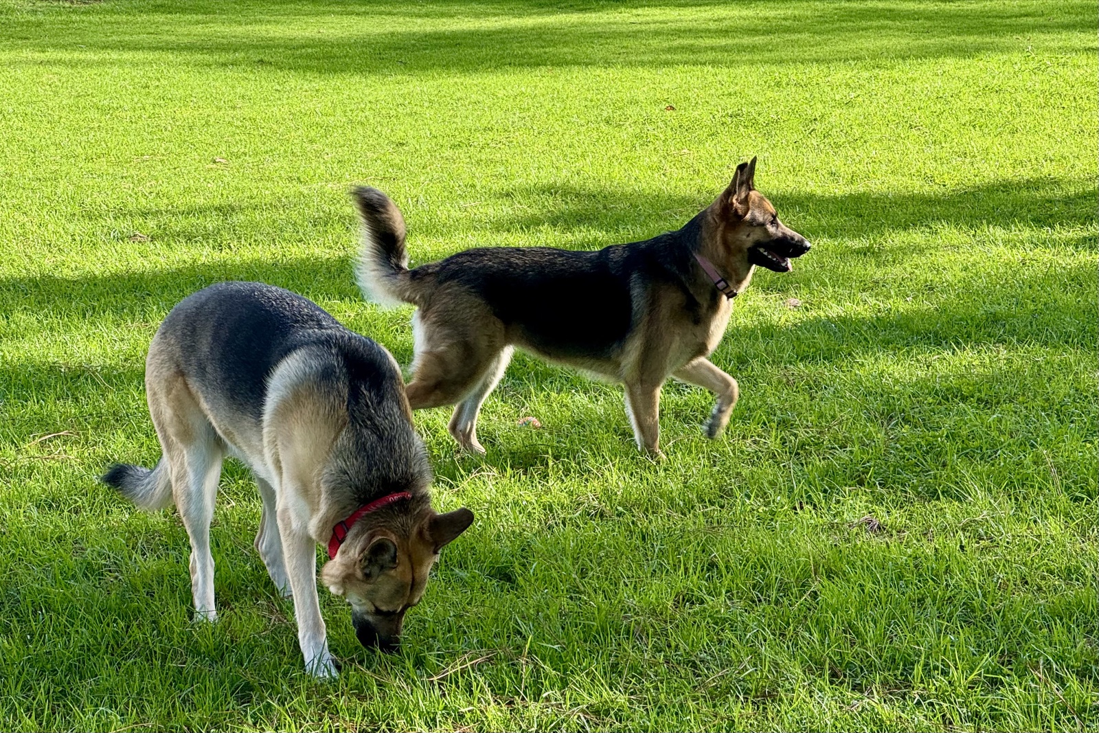 Lana sniffing the grass while Potato walks past in a sunlit park lawn.