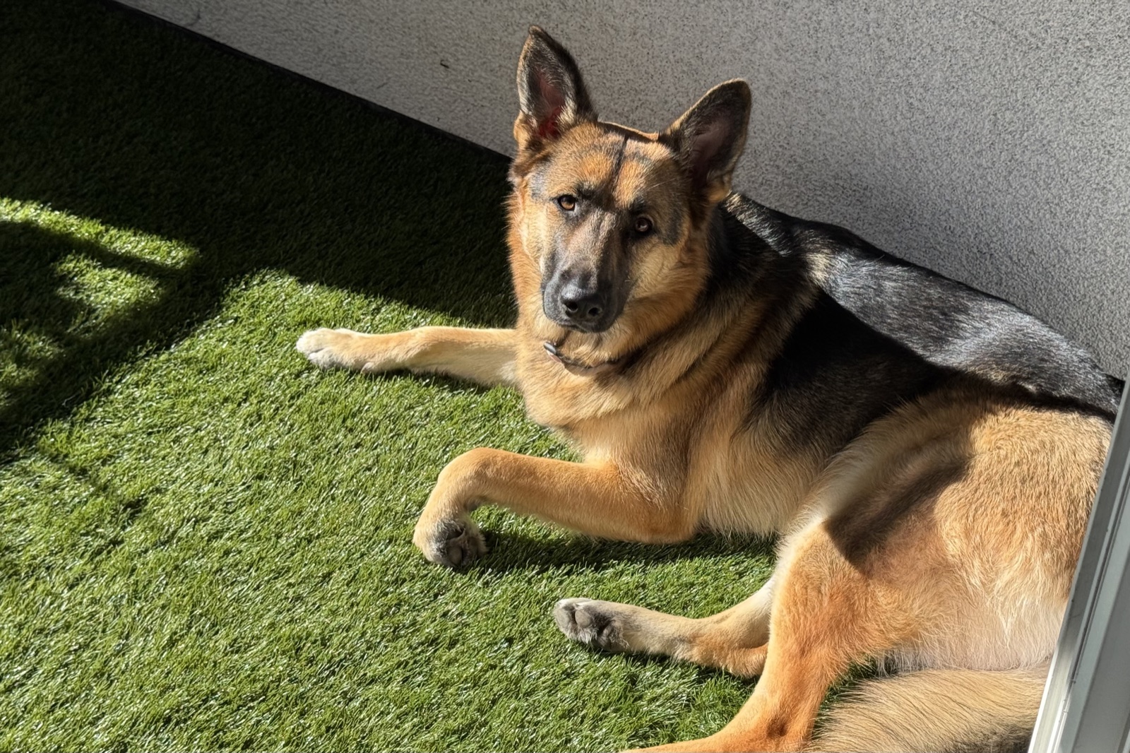 Potato lounging on a sunlit patch of artificial turf, ears alert.