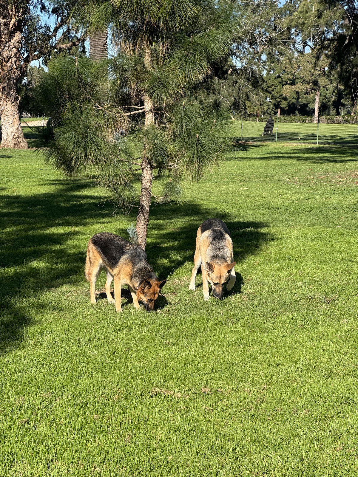 Lana and Potato sniffing the ground under a pine tree on a grassy park lawn.