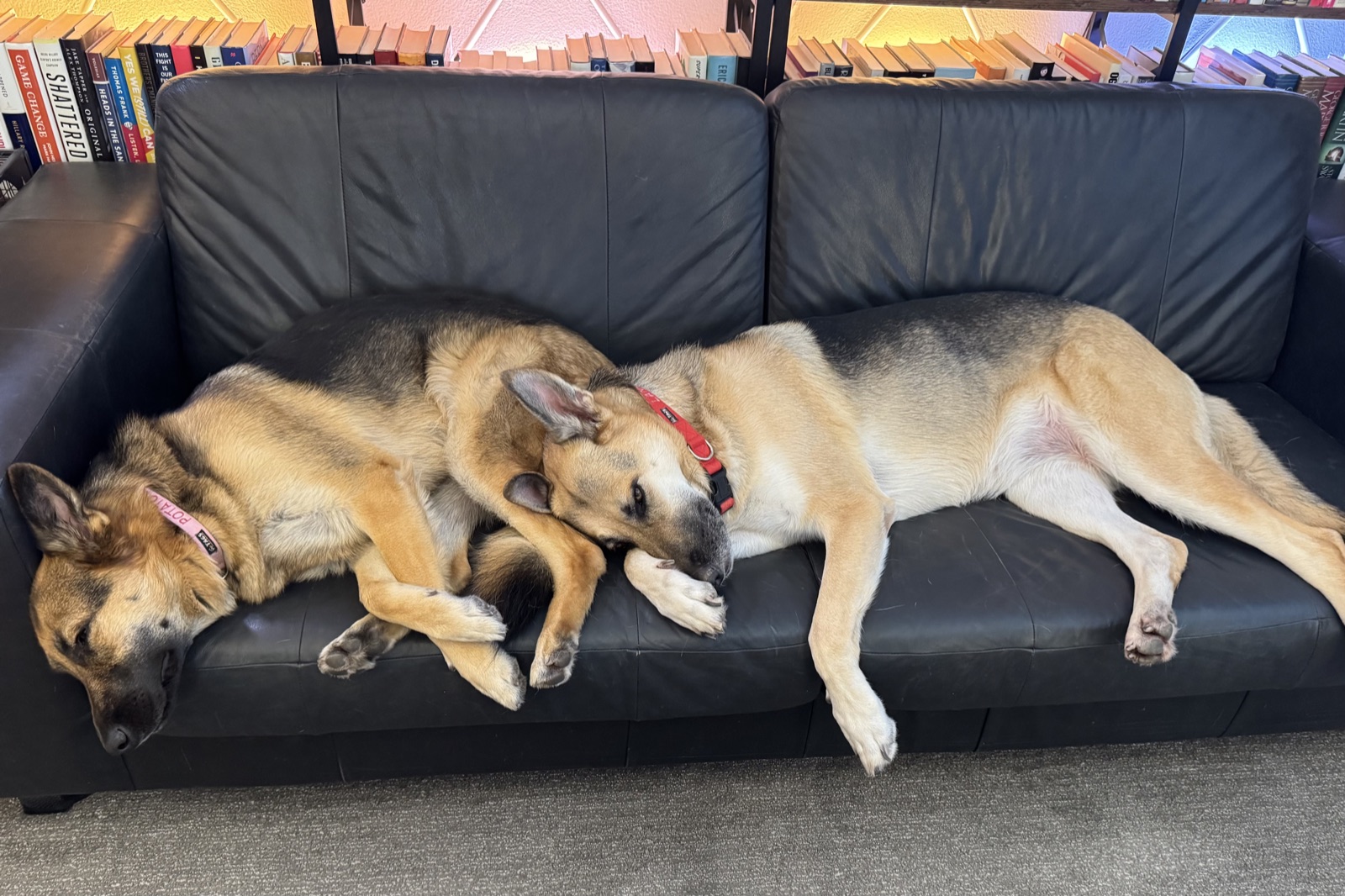 Lana and Potato curled up together asleep on a long black couch in front of a bookshelf.