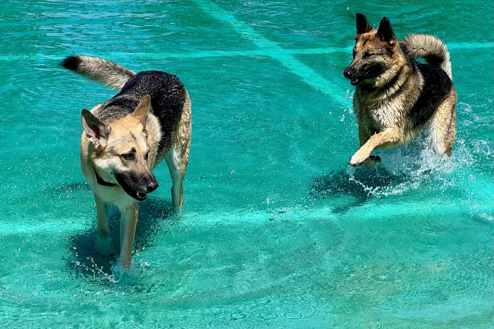 Lana and Potato charging through a turquoise pool, water splashing around them.