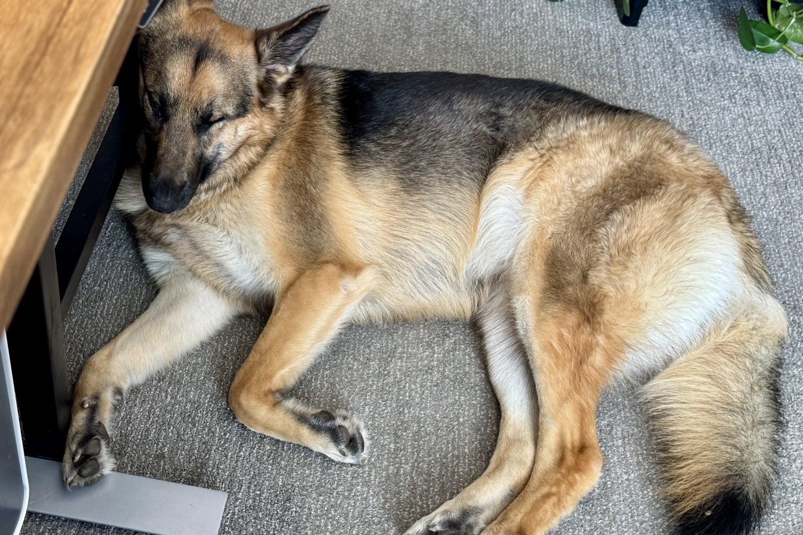A German Shepherd curled up asleep under a wooden desk, head tucked between paws.